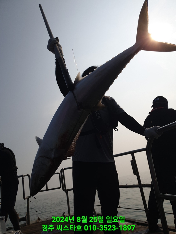 경주선상낚시씨스타호의 조황일지 이미지 - 0