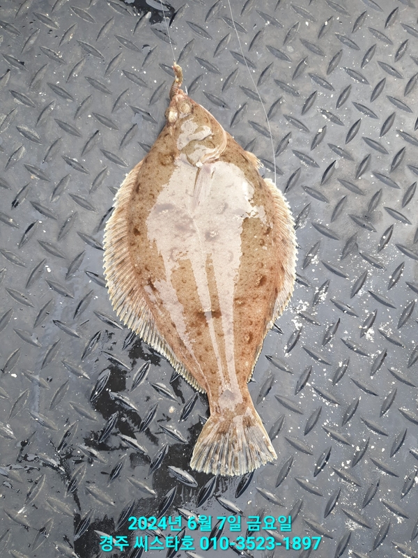 경주선상낚시씨스타호의 조황일지 이미지 - 11