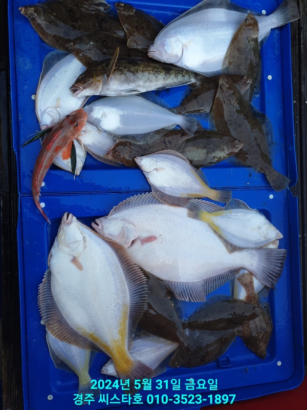 경주선상낚시씨스타호의 조황일지 이미지 - 14