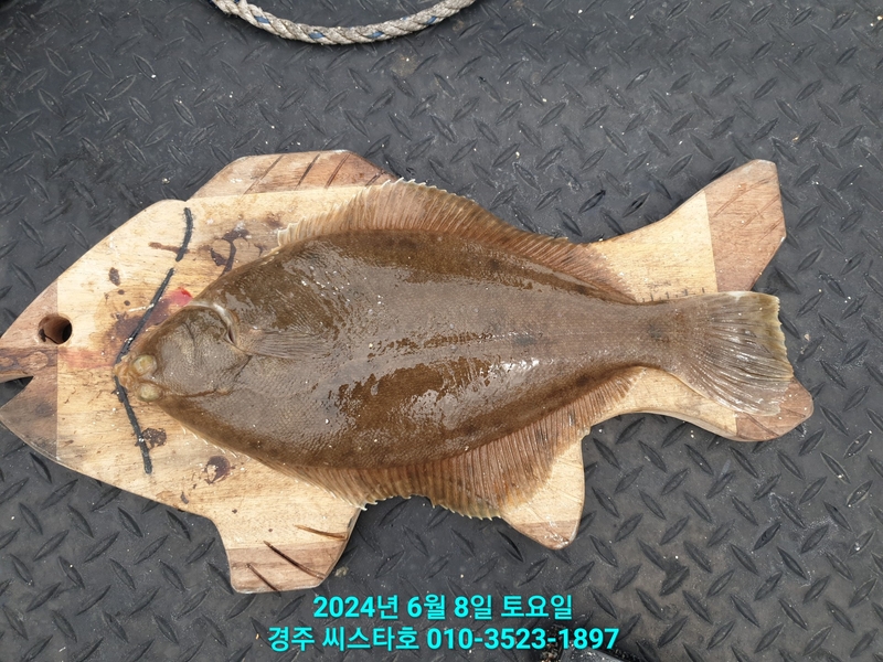 경주선상낚시씨스타호의 조황일지 이미지 - 8