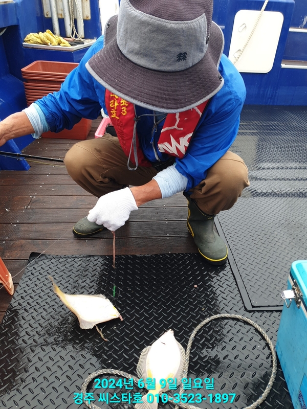 경주선상낚시씨스타호의 조황일지 이미지 - 4