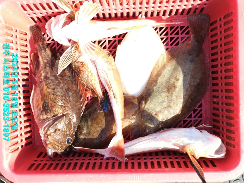 경주선상낚시씨스타호의 조황일지 이미지 - 5