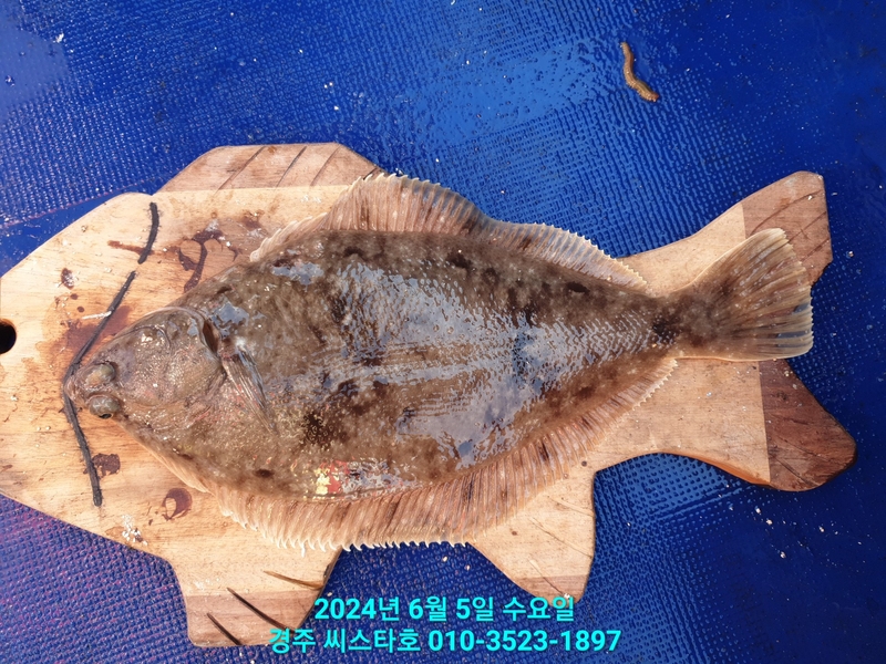 경주선상낚시씨스타호의 조황일지 이미지 - 4