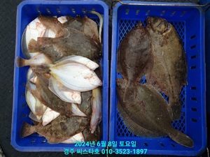 대물 도다리 가자미 미친 입질 마릿수 가족 선상낚시로 잡은 물고기 조황