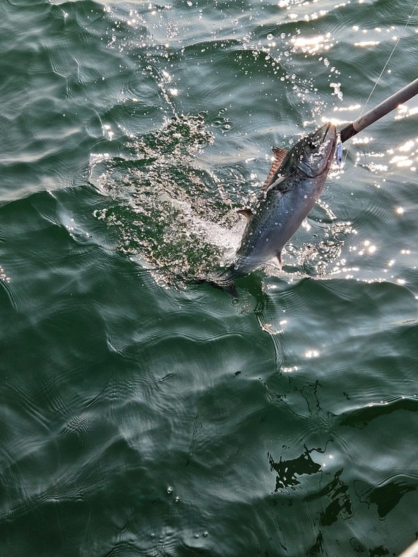 경주선상낚시씨스타호의 조황일지 이미지 - 16