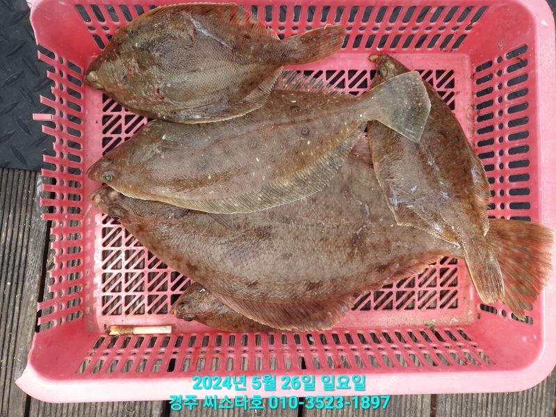 경주선상낚시씨스타호의 조황일지 이미지 - 18