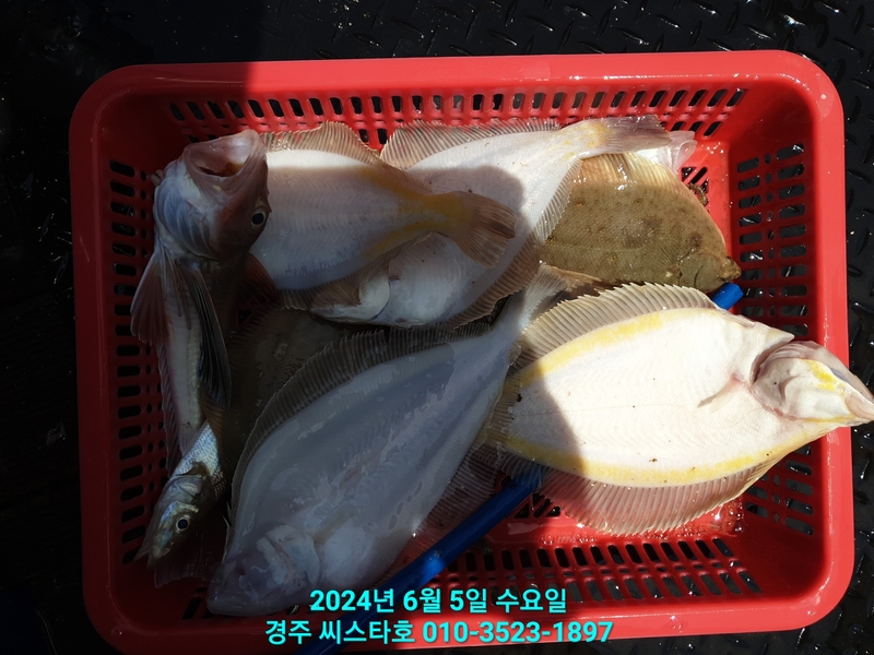 경주선상낚시씨스타호의 조황일지 이미지 - 19