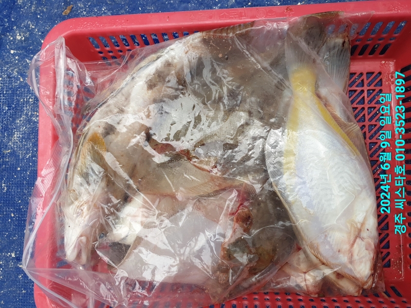 경주선상낚시씨스타호의 조황일지 이미지 - 15