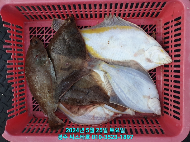 경주선상낚시씨스타호의 조황일지 이미지 - 16