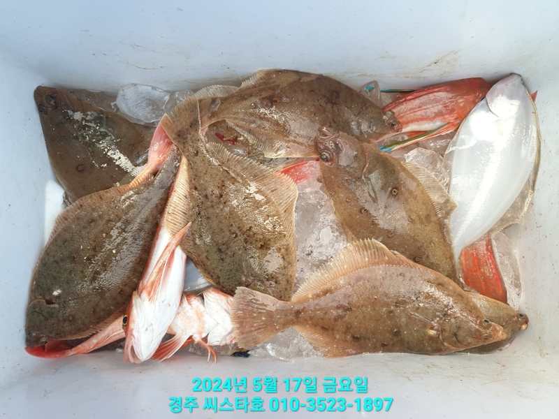 경주선상낚시씨스타호의 조황일지 이미지 - 6