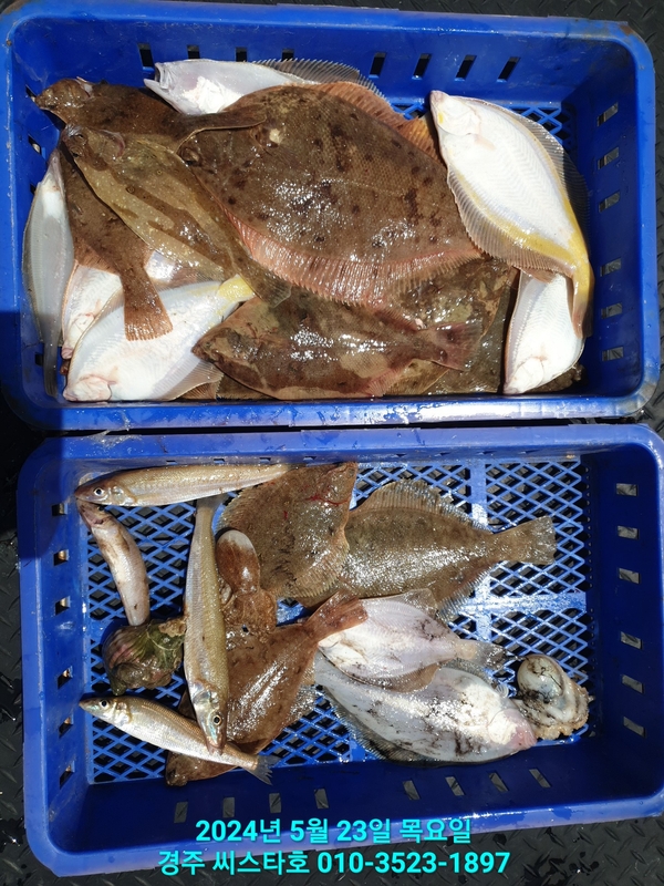 경주선상낚시씨스타호의 조황일지 이미지 - 18