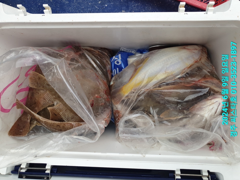 경주선상낚시씨스타호의 조황일지 이미지 - 17