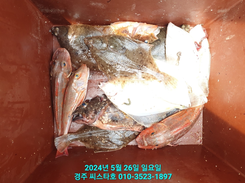 경주선상낚시씨스타호의 조황일지 이미지 - 19