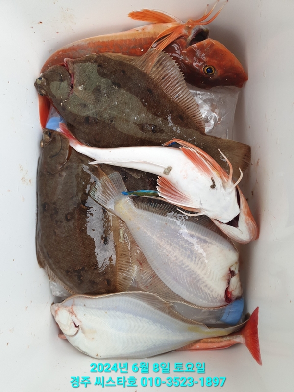 경주선상낚시씨스타호의 조황일지 이미지 - 2