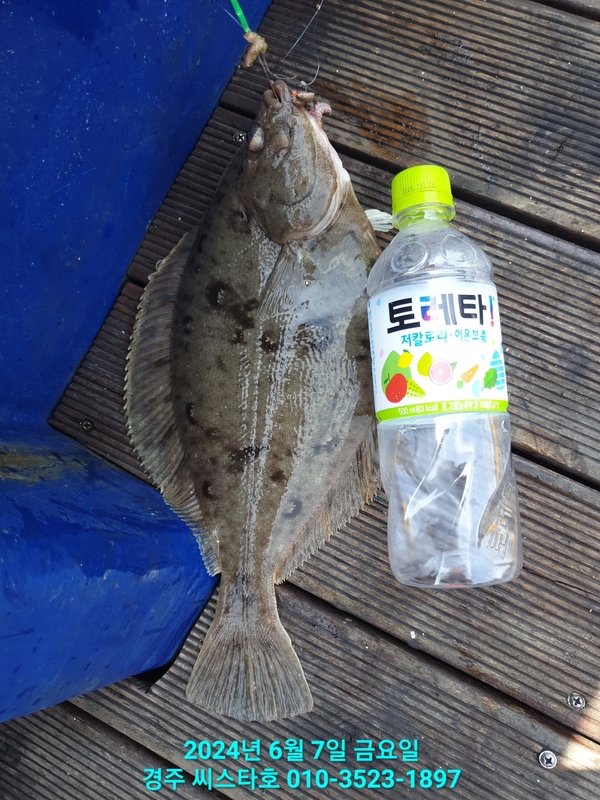 경주선상낚시씨스타호의 조황일지 이미지 - 7