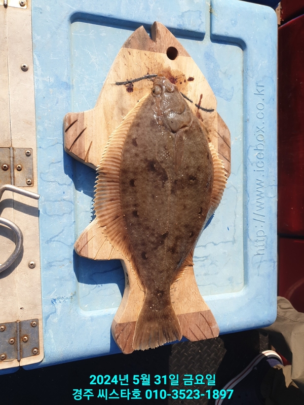 경주선상낚시씨스타호의 조황일지 이미지 - 12