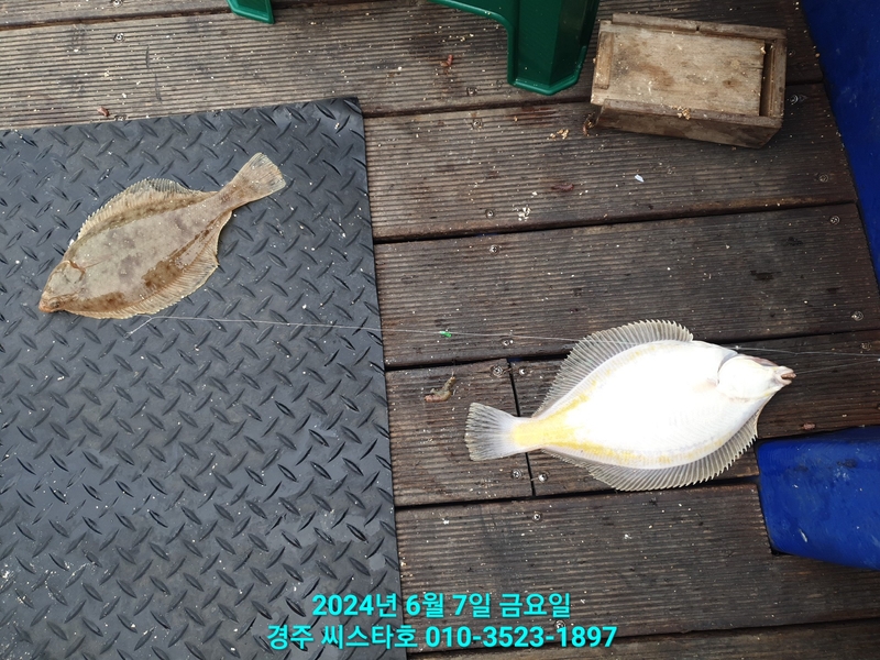 경주선상낚시씨스타호의 조황일지 이미지 - 14