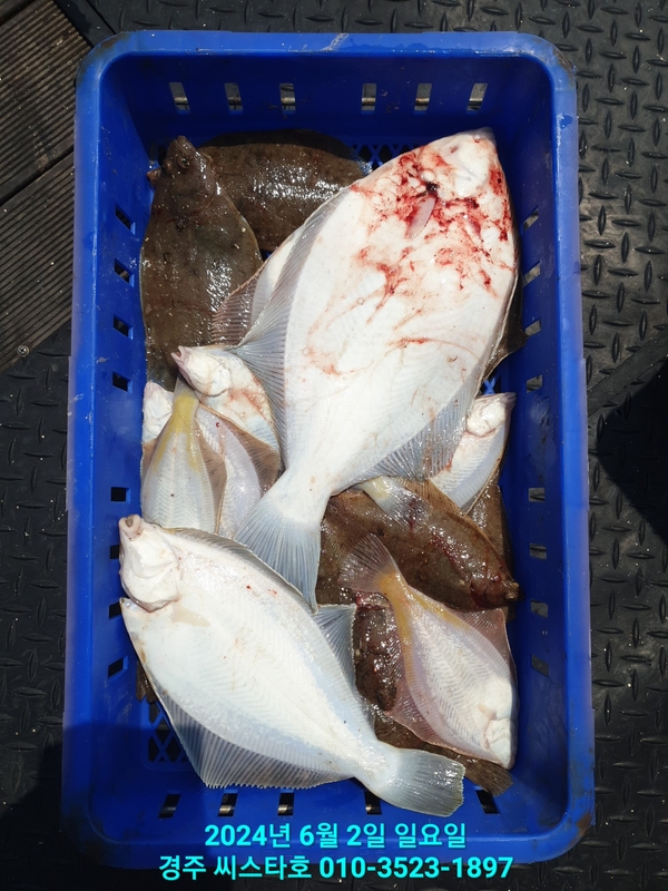 경주선상낚시씨스타호의 조황일지 이미지 - 19