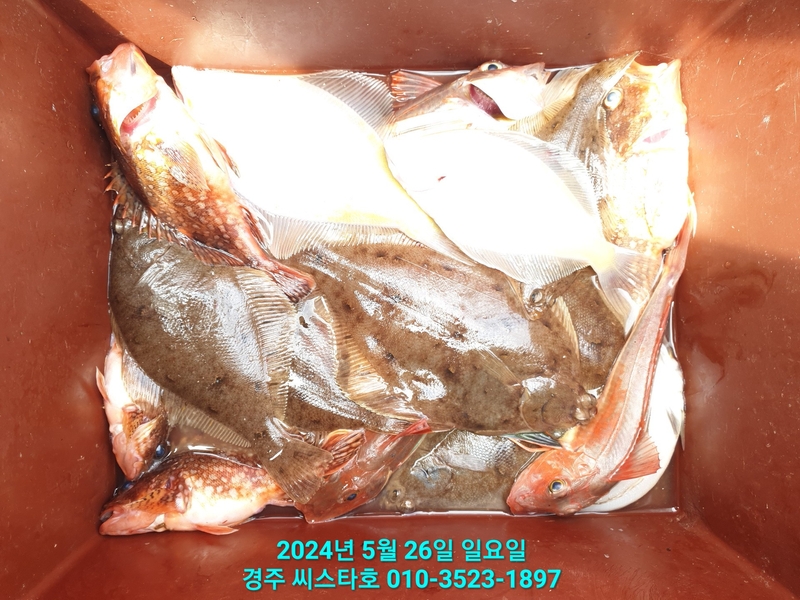 경주선상낚시씨스타호의 조황일지 이미지 - 17