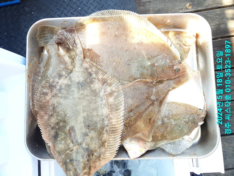 경주선상낚시씨스타호의 조황일지 이미지 - 3