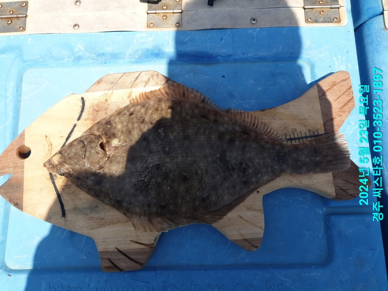 경주선상낚시씨스타호의 조황일지 이미지 - 13