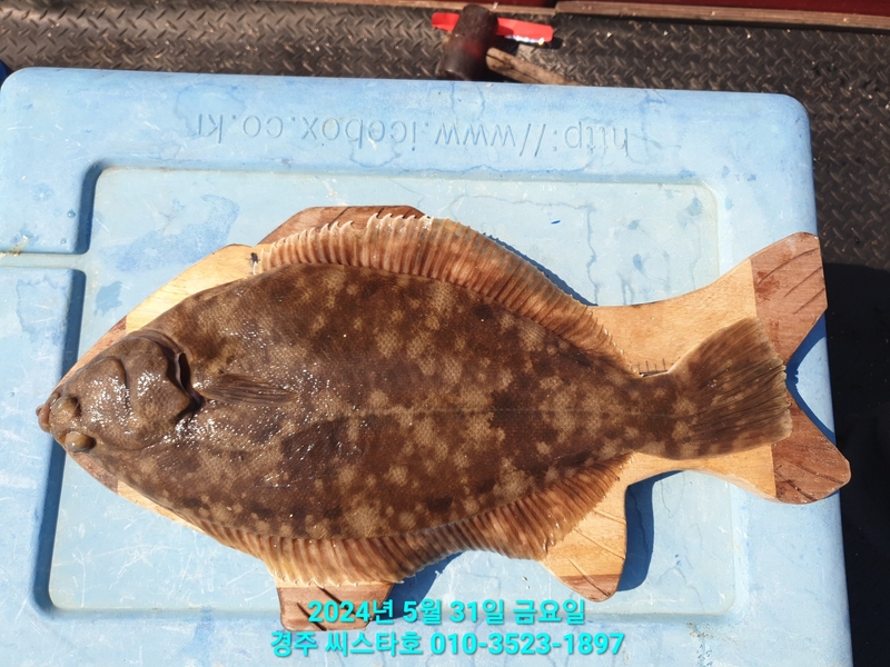 경주선상낚시씨스타호의 조황일지 이미지 - 7