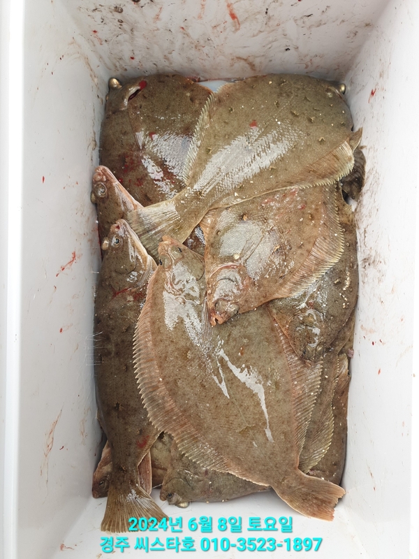 경주선상낚시씨스타호의 조황일지 이미지 - 4