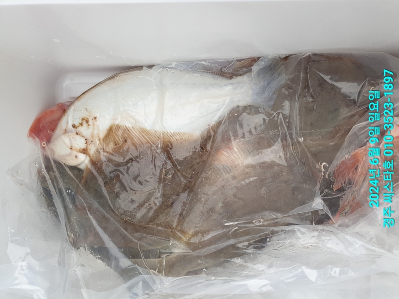 경주선상낚시씨스타호의 조황일지 이미지 - 14