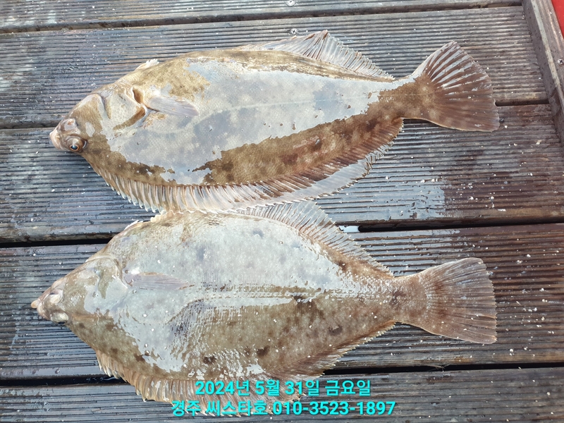 경주선상낚시씨스타호의 조황일지 이미지 - 13