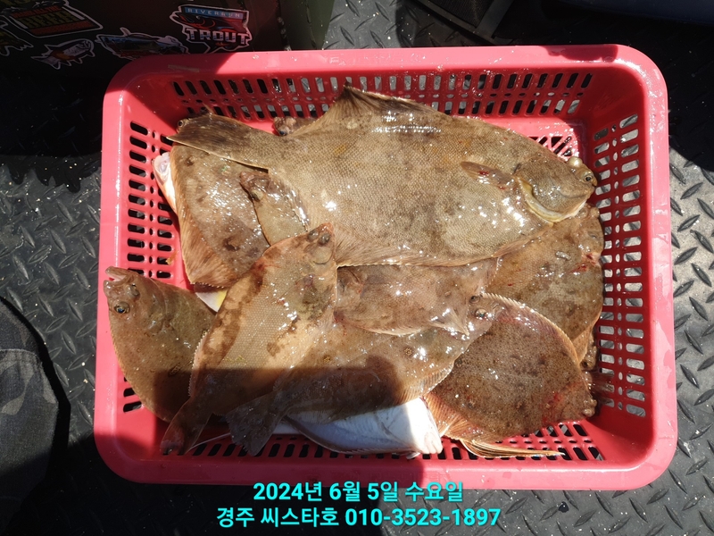 경주선상낚시씨스타호의 조황일지 이미지 - 17