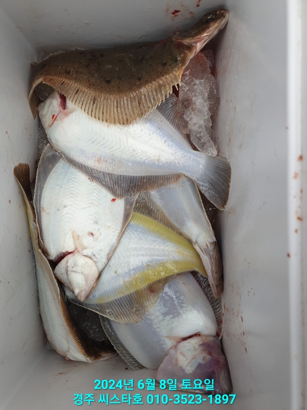 경주선상낚시씨스타호의 조황일지 이미지 - 3