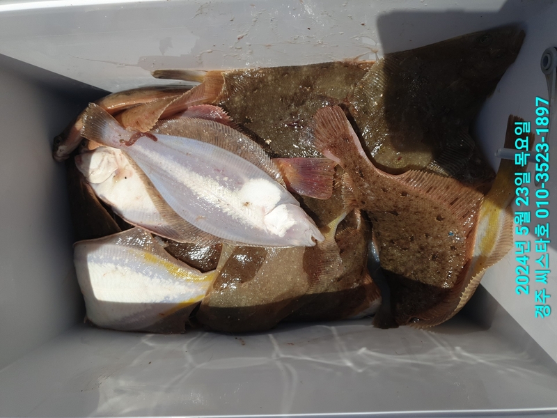 경주선상낚시씨스타호의 조황일지 이미지 - 19