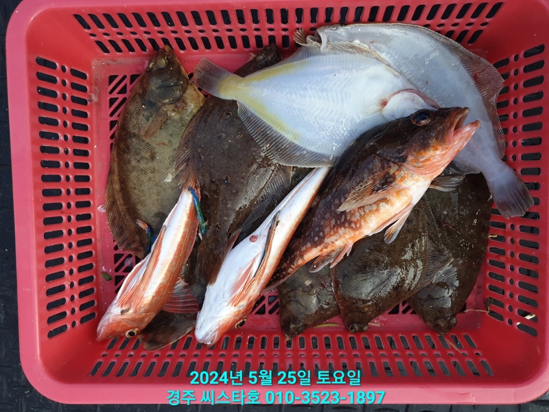 경주선상낚시씨스타호의 조황일지 이미지 - 15