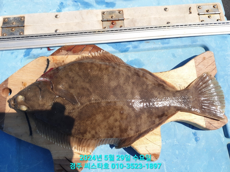 경주선상낚시씨스타호의 조황일지 이미지 - 11