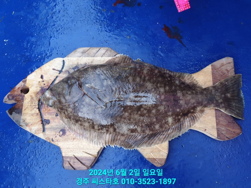 경주선상낚시씨스타호의 조황일지 이미지 - 5