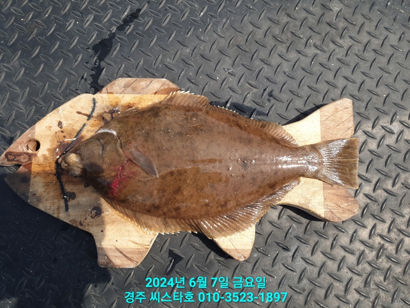 경주선상낚시씨스타호의 조황일지 이미지 - 2