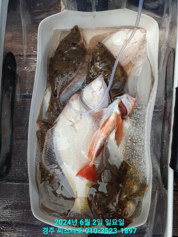 경주선상낚시씨스타호의 조황일지 이미지 - 17