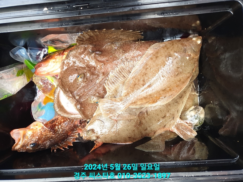 경주선상낚시씨스타호의 조황일지 이미지 - 16