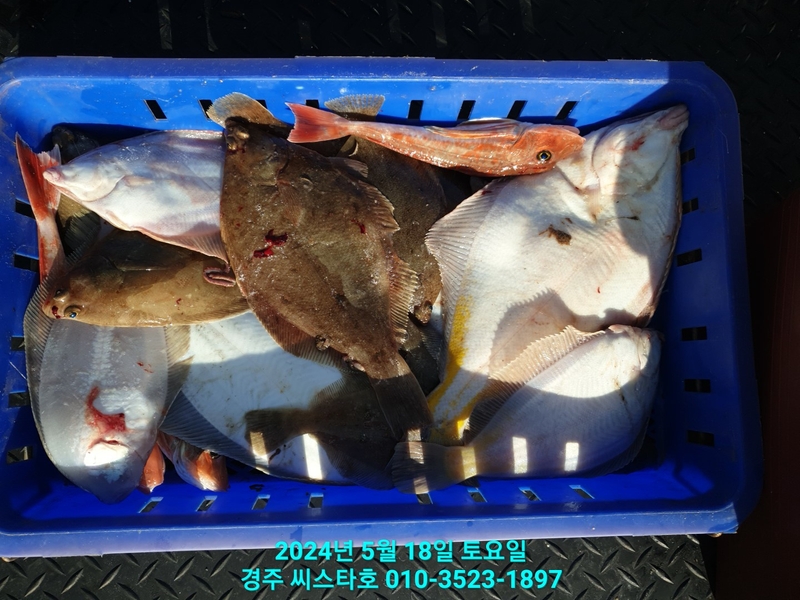 경주선상낚시씨스타호의 조황일지 이미지 - 1