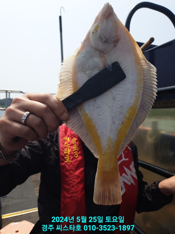 경주선상낚시씨스타호의 조황일지 이미지 - 0