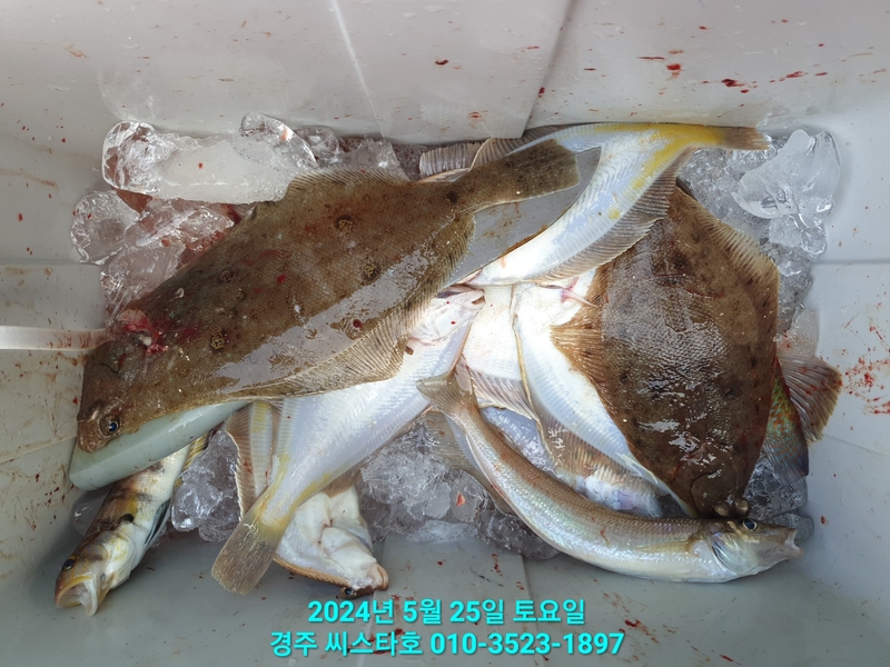 경주선상낚시씨스타호의 조황일지 이미지 - 14