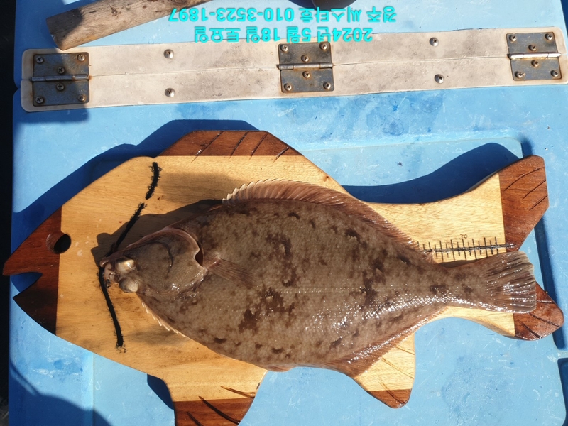 경주선상낚시씨스타호의 조황일지 이미지 - 18