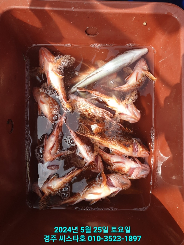 경주선상낚시씨스타호의 조황일지 이미지 - 19