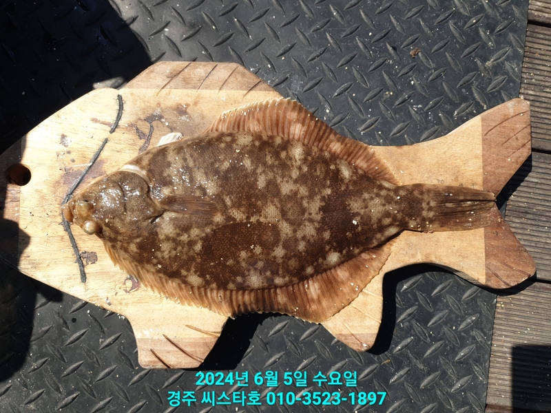 경주선상낚시씨스타호의 조황일지 이미지 - 14