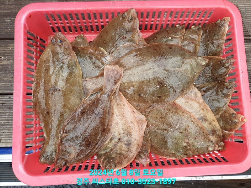 경주선상낚시씨스타호의 조황일지 이미지 - 1