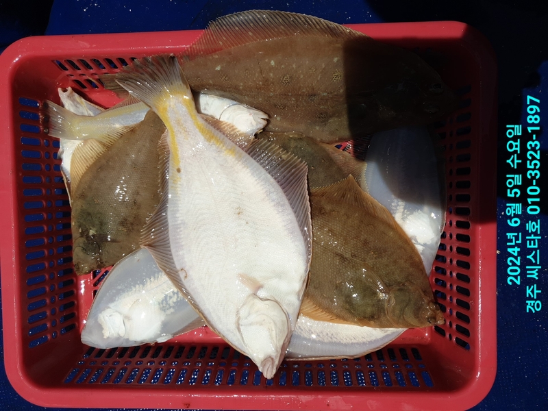 경주선상낚시씨스타호의 조황일지 이미지 - 18