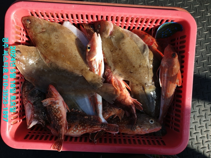 경주선상낚시씨스타호의 조황일지 이미지 - 2