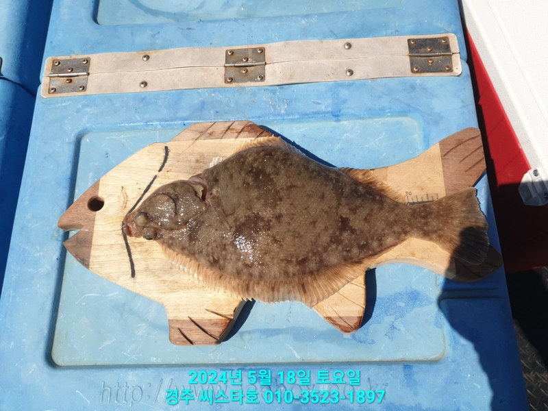 경주선상낚시씨스타호의 조황일지 이미지 - 9