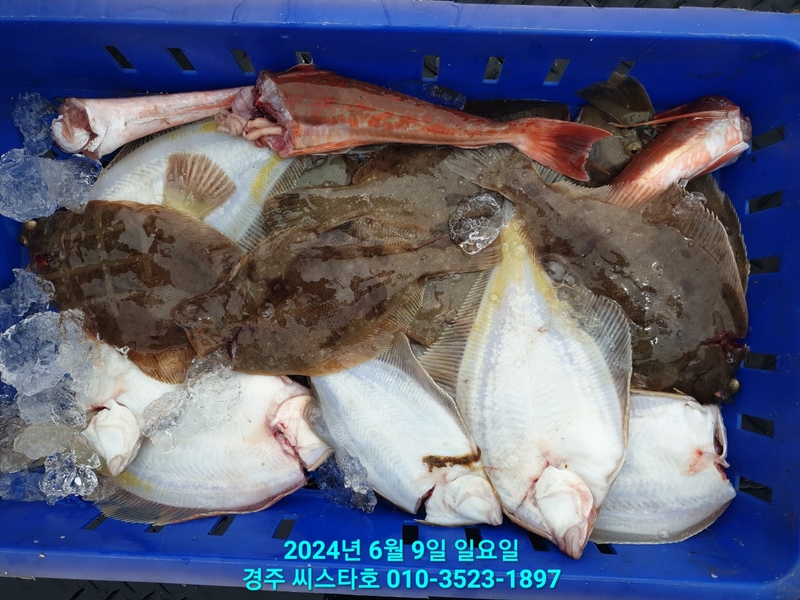 경주선상낚시씨스타호의 조황일지 이미지 - 16