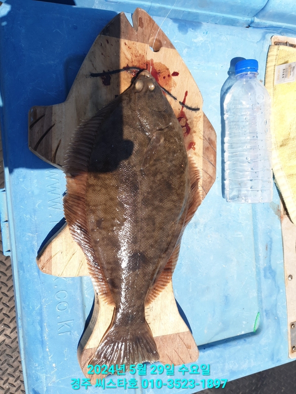 경주선상낚시씨스타호의 조황일지 이미지 - 6